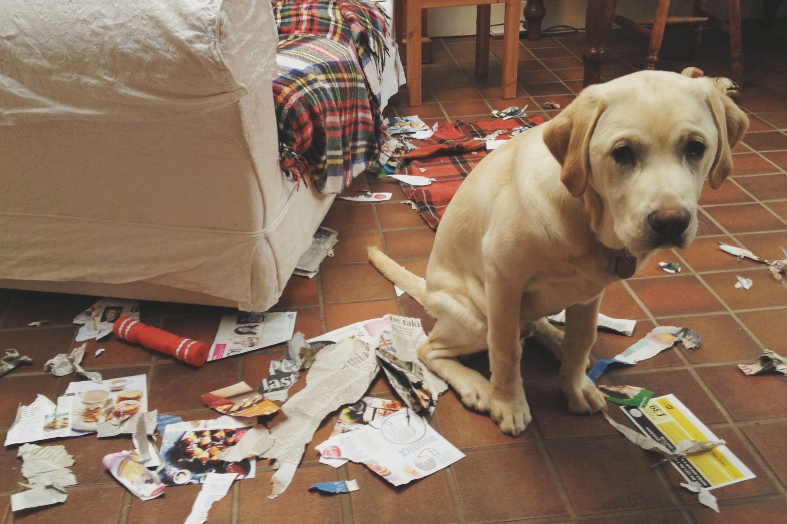 ⁣A Post Man Pranks with Dog dog food dog tricks funny dog videos dog training