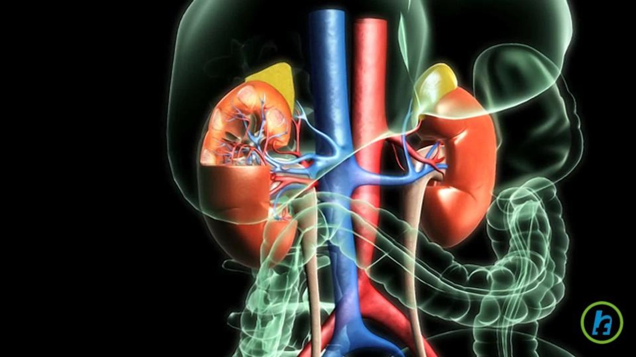 Urinary Tract Infections Explained