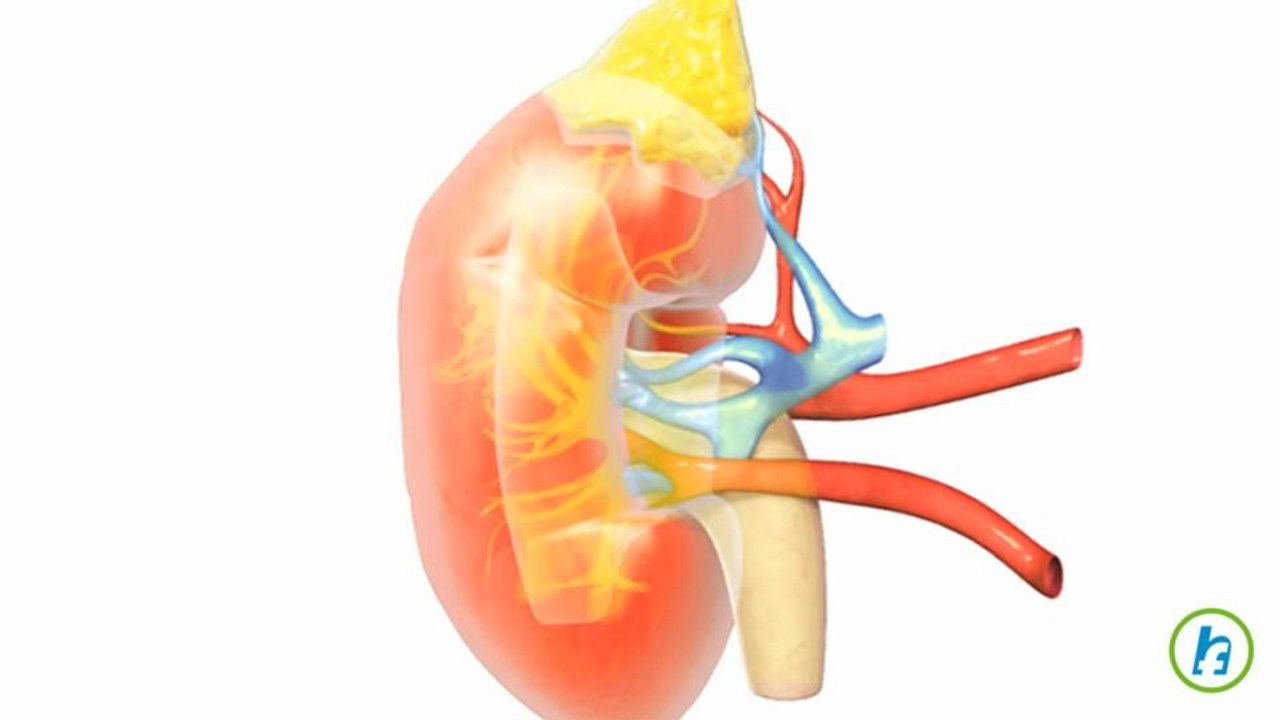 Bladder Infections Explained