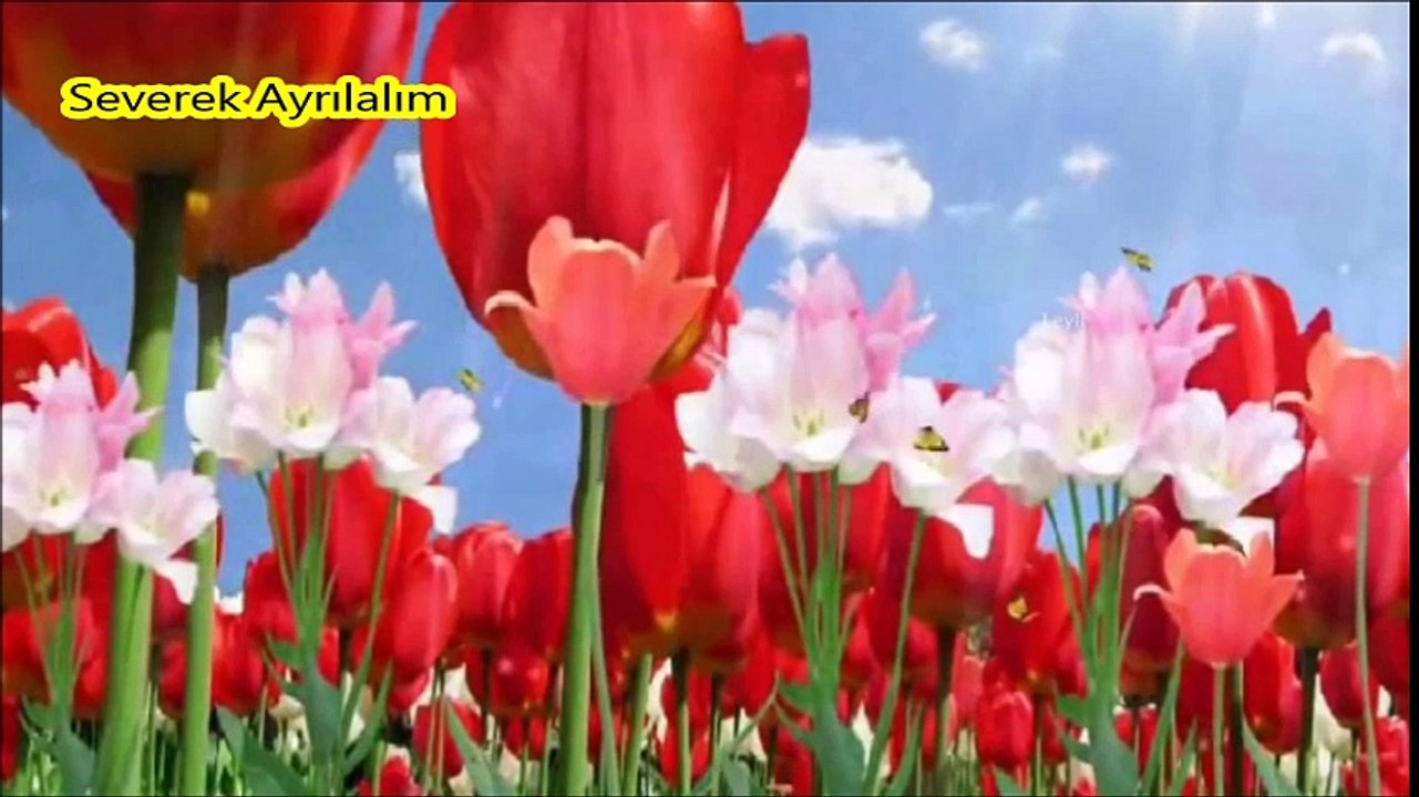 Severek Ayrılalım-Ajda Pekkan