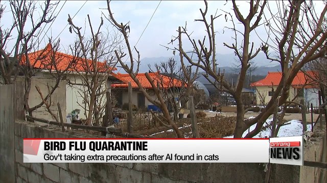 Gov't take extra precaution against possible AI infection from cats