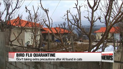 Gov't take extra precaution against possible AI infection from cats