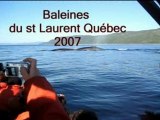 BALEINES DU ST LAURENT