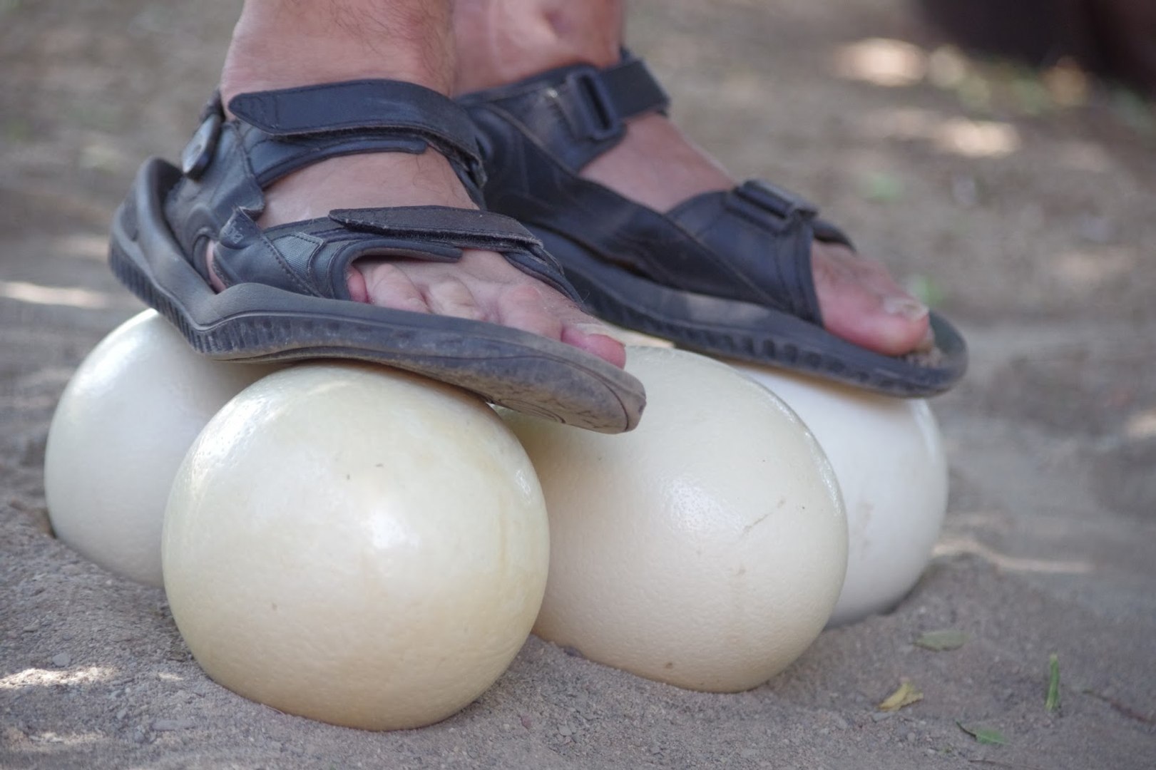 How To Crack An Ostrich Egg
