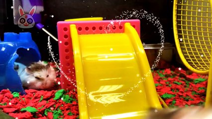 [FurryFriends]EPIC CRAZY HAMSTER RAT RACE & FIGHT!!! 疯狂仓鼠大战!!!