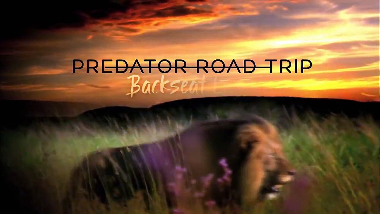 Lions on the Move - Kevin Richardson (1/2)