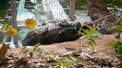 Australia police capture giant cattle-eating croc