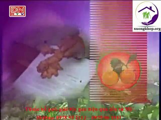 Cây rau đắng bổ gan, giải độc cơ thể