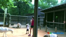 ANIMALS POOPING AT THE ZOO Kid at the ZOO Funny Family Fun Trip to Petting Farm Anim