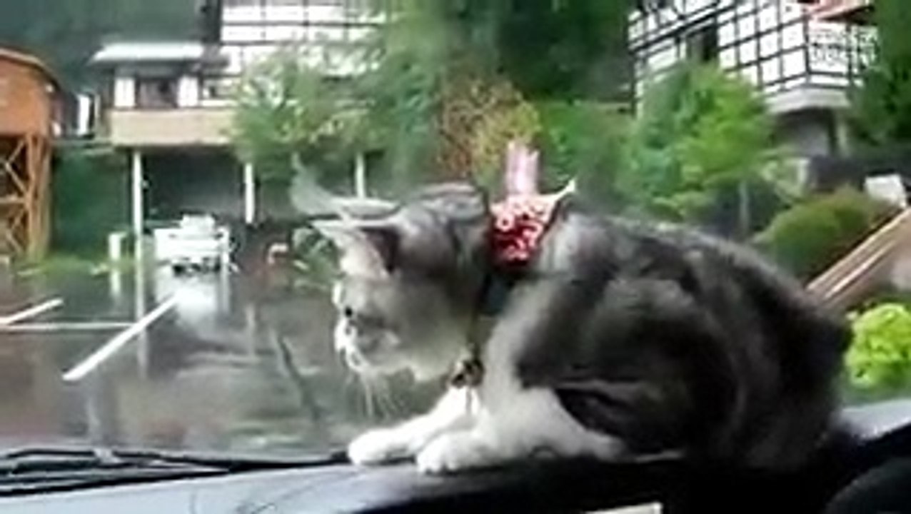 funny cat
