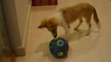 So what's a giggle-ball?