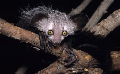 10 Most Beautiful Animals You Didn't Know Exist