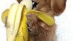 Ce petit chien mange une banane comme un humain avec ses pattes