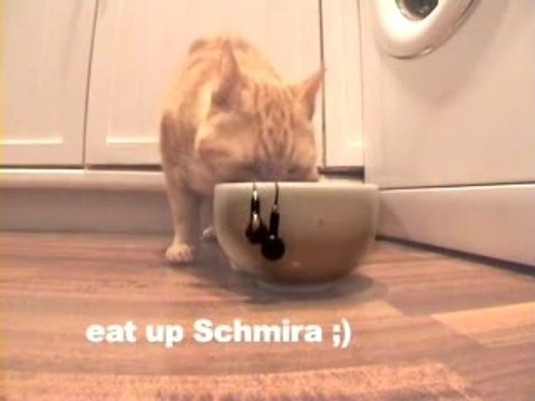 Chat Démêleur D'Ecouteurs