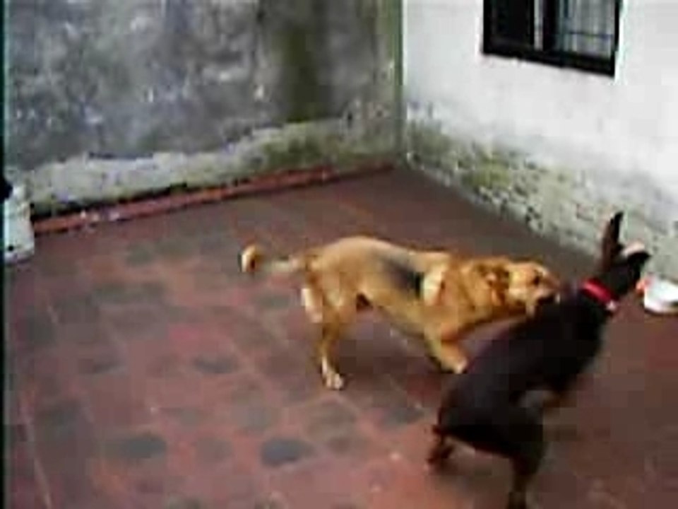 Pelea de perros 001