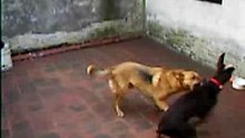 Pelea de perros 001