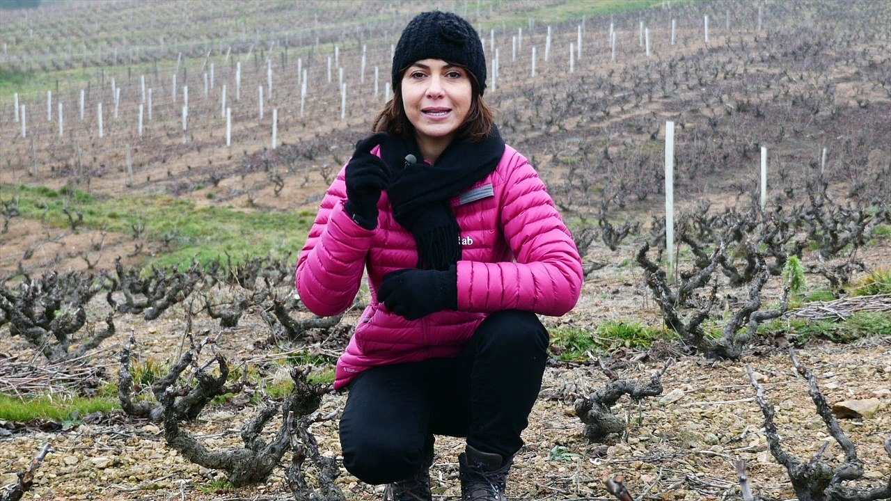 Les vignes en hiver-Instant Beaujolais