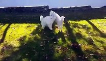 Sauvés d’une ferme à viande, ces 2 chiens se retrouvent après des mois de séparation. Absolument adorable !