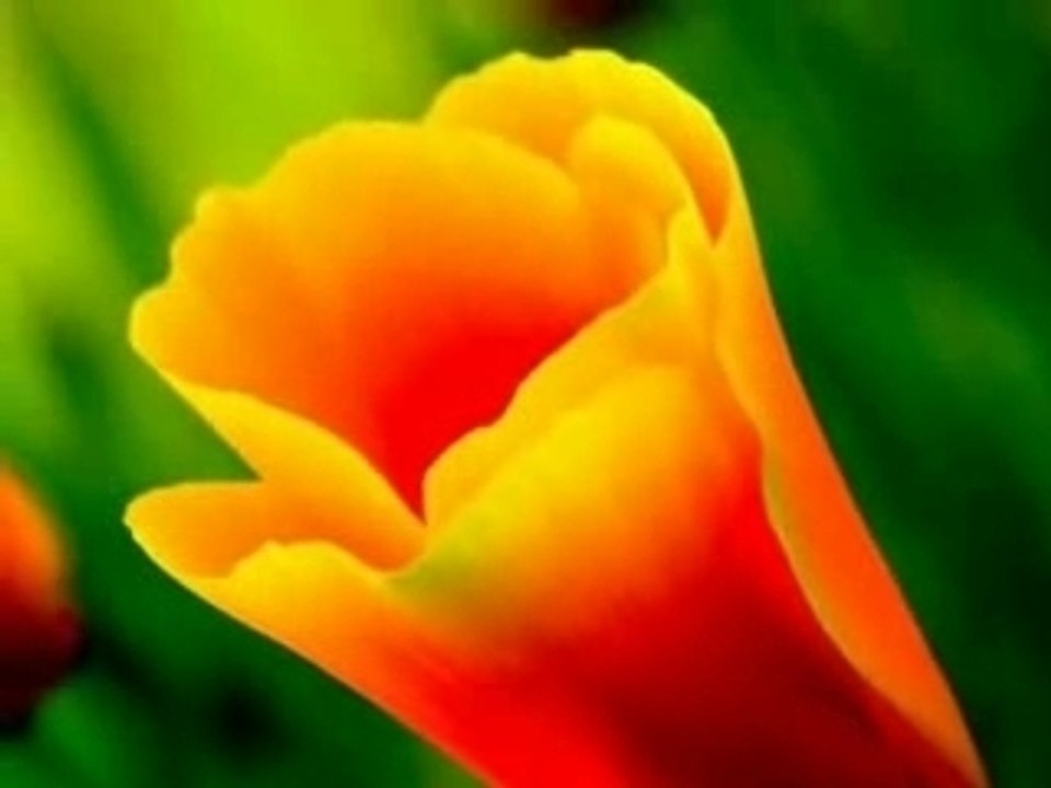 yusuf islam---cat stevens