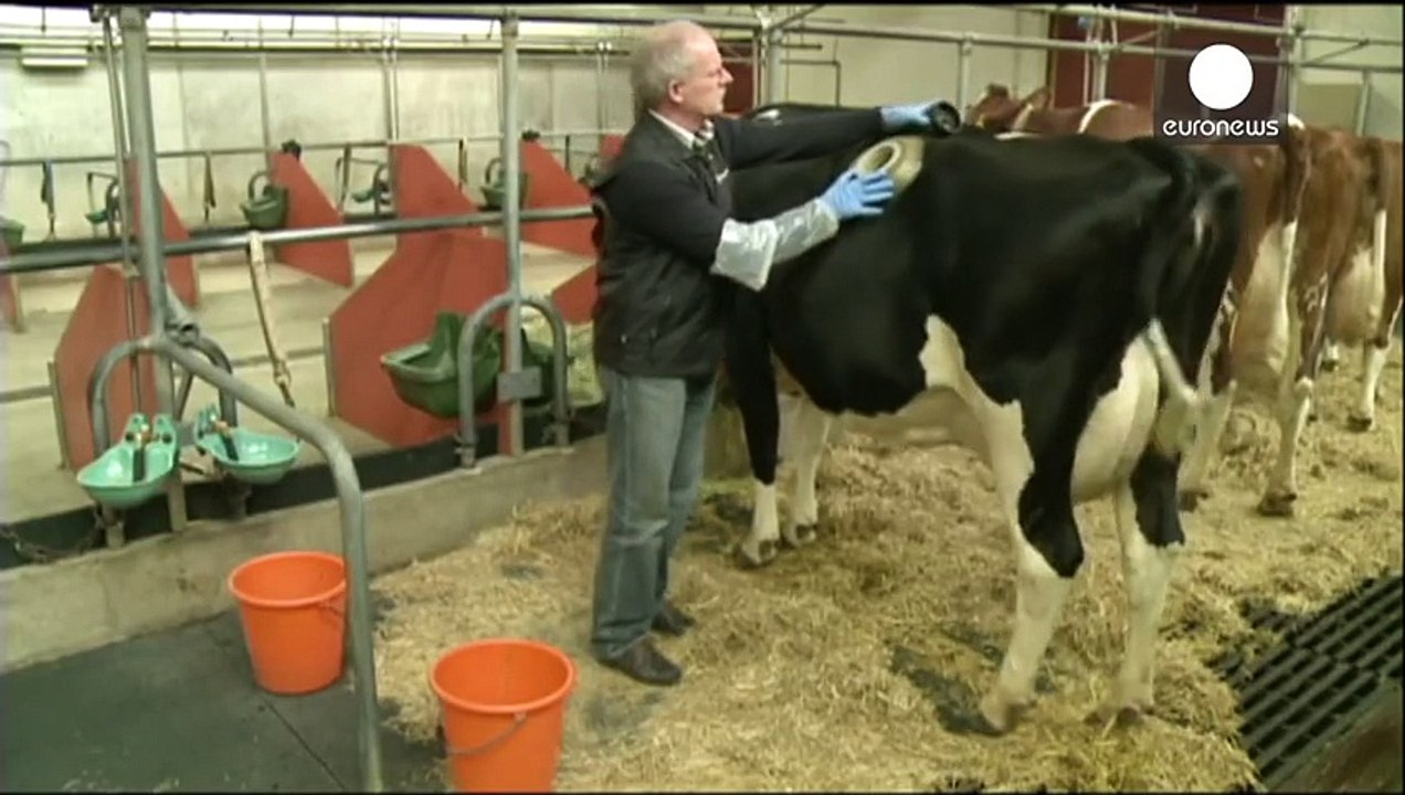 Des internautes trè en colè face à cette pratique dans la recherche agricole. Observez bien le côé de la vache !
