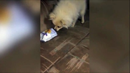 Y'a un truc qui pue trop là... Pauvre chien