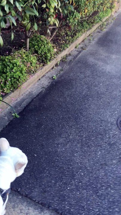 Thor passeando