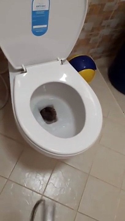 Un serpent géant retrouvé dans des toilettes !