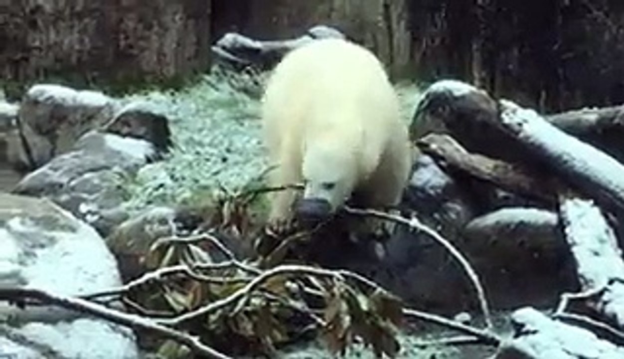 Un ours polaire découvre la neige !