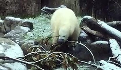 Un ours polaire découvre la neige !