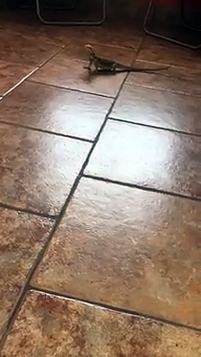Un lézard essaye de courir sur du carrelage ! Excellent !