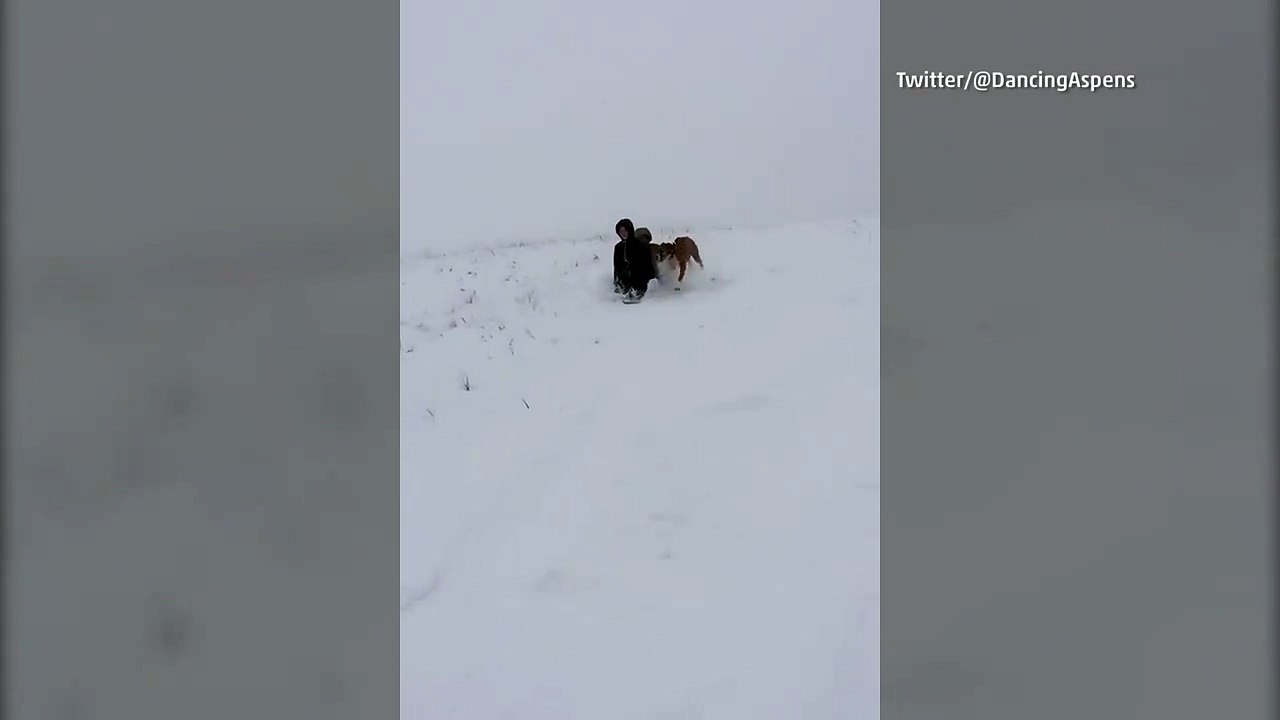 Dog Races Kids on Sled in MT