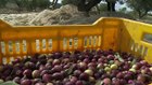 Climate change threatens Tunisia olive farming