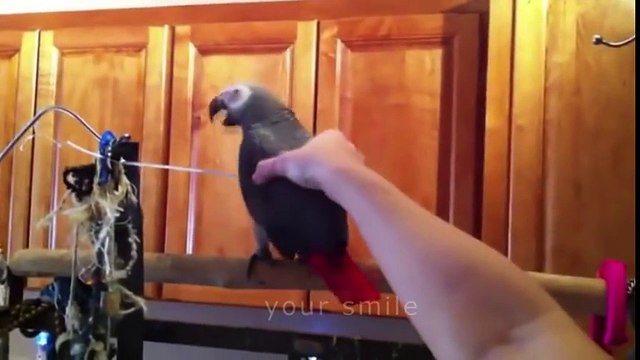 ЛУЧШИЕ ПРИКОЛЫ 2016 ДЕКАБРЬ Лучшая Подборка Приколов #244