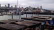Sea lions at San Francisco marina - Pier 39