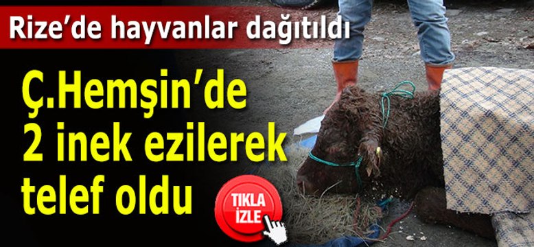Rize Gıda Tarım ve Hayvancılık İl Müdürlüğü tarafından vatandaşlara 30.5 milyon TL hibe desteği sağlandı