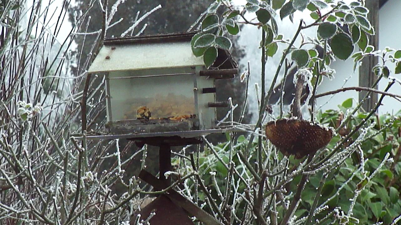 Mésange huppée 01.01.2017