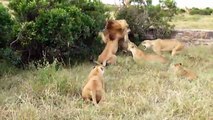 León contra león