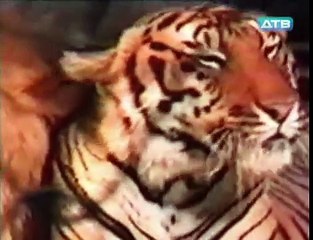 Трагедия в цирке! Лев напал на дрессировщика!