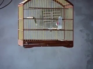 galo de campina cantador.