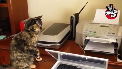 COMEDY VIDEOS - Cat and printer. Funny video=)-PoKafulBSJU