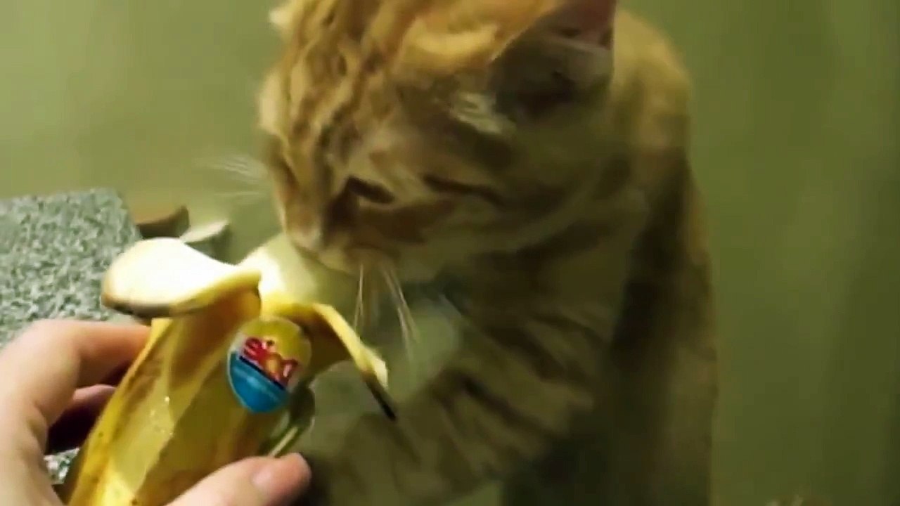 COMEDY VIDEOS _ A little kitten eating a banana)))-8naFWUw7_k8