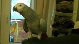 COMEDY VIDEOS _ Funny parrot singing the song-TCEXkGd2QZk