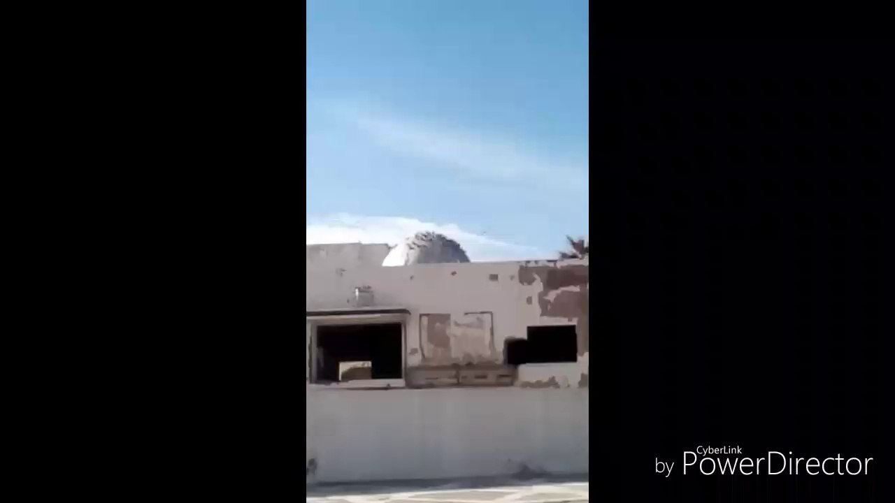 L'amour De Pigeon