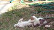 Cats And NewBorn Baby Kittens Funny Animals Video