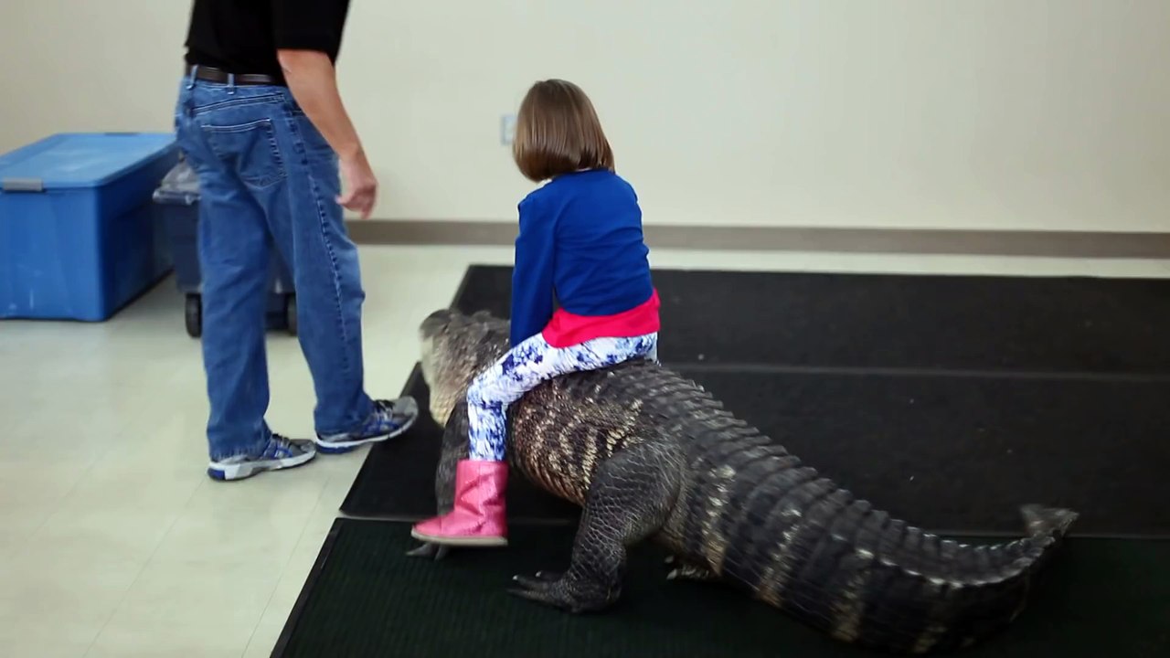 Sans la moindre pression, une petite fille chevauche un alligator