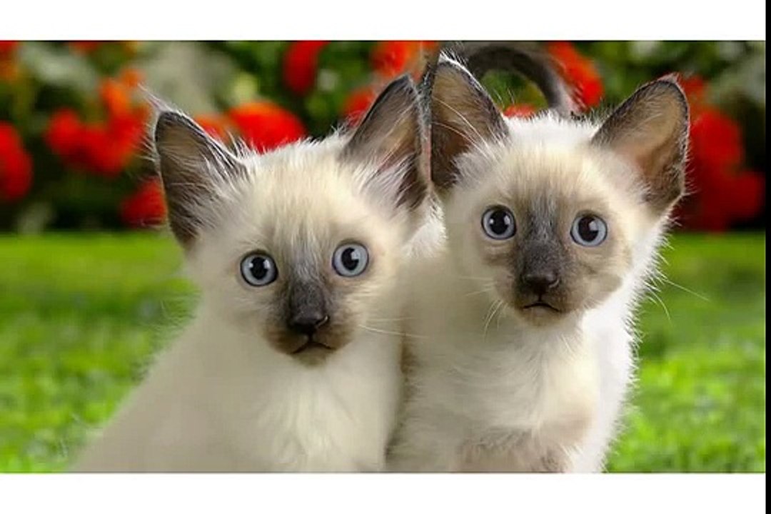 Happy Birthday Twins![1]