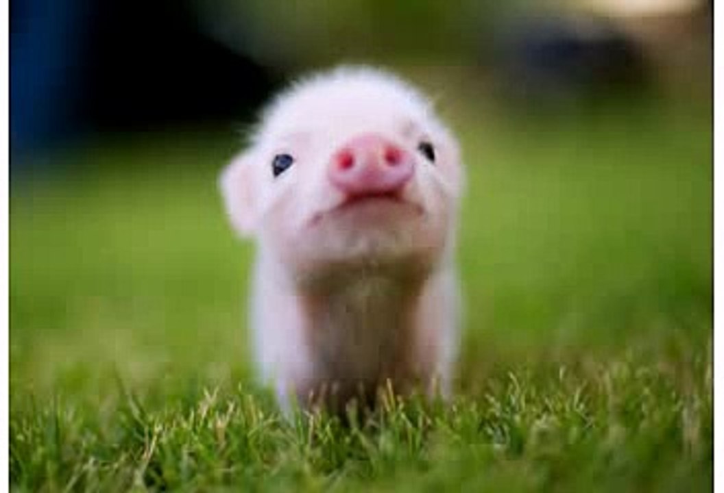 Happy Birthday! Funny Birthday Videos - Penelope the Pig