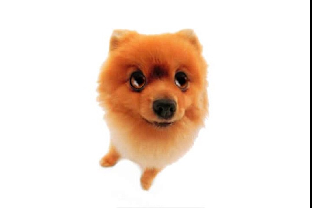 Happy Birthday! Funny Birthday Videos - Pom Pom The Pomeranian[1]