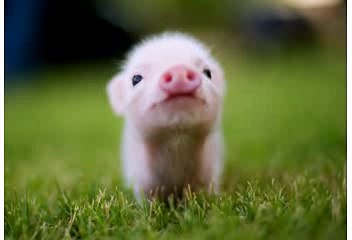 Have a super GREAT day on your Birthday! Here's a Birthday song from Miss Piggy