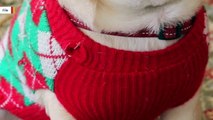Pit Bull Attacks Family During Attempt To Dress Him In A Christmas Sweater